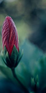 Flower,Plant,Macro,Bud,Blur,Smooth