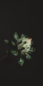 Plante,Planter,Bourgeon,Fleur,Macro,Sombre