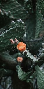 Flower,Plant,Macro,Cactus