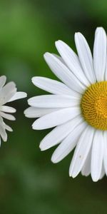 Plante,Planter,Petit,Camomille,Fleur,Macro