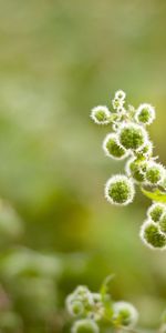 Flower,Plant,Macro,Colorful,Greens,Colourful