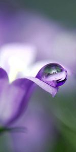 Flower,Plant,Macro,Drop,Bell,Petals