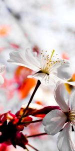 Planter,Macro,Plante,Branche,Fleur,Floraison,Source,Printemps