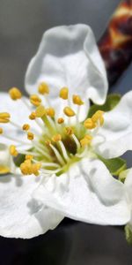 Flower,Plant,Macro,Flowering,Ladybird,Ladybug,Bloom