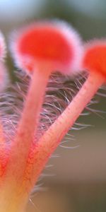 Plante,Planter,Macro,Forme,Fleur,La Forme