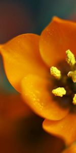 Flower,Plant,Macro,Greased,Smeared,Petals