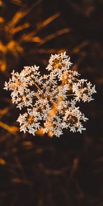 Planter,Inflorescence,Fleur,Plante,Macro