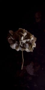 Flor,Macro,Hortensia,Inflorescencia,Planta