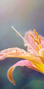 Flor,Macro,Azucena,Lirio,Estambres,Planta