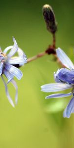 Flower,Plant,Macro,Pair,Branch,Couple