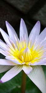 Planter,Fleur,Plante,Macro,Pétales