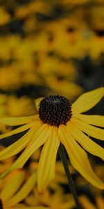 Flower,Plant,Macro,Petals