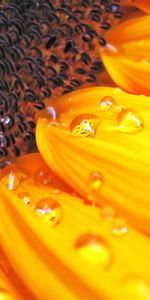 Flower,Plant,Macro,Petals,Sunflower,Drops