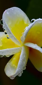 Flower,Plant,Macro,Plumeria