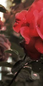 Plante,Planter,Macro,Bourgeon,Branche,Fleur,Une Rose,Rose