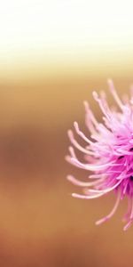 Plante,Planter,Lumière,Fleur,Macro,Briller,Contexte