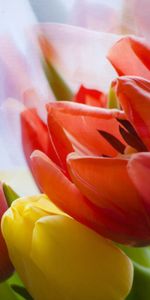 Flower,Plant,Macro,Tulip,Petals