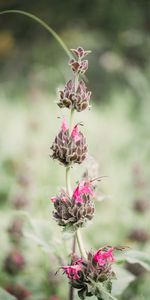 Flower,Plant,Macro,Wild,Stem,Stalk,Inflorescences,Inflorescence