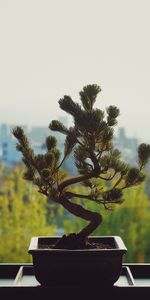 Flower,Pot,Flowers,Bonsai