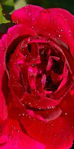 Macro,Bourgeon,Drops,Une Rose,Fleur,Rose