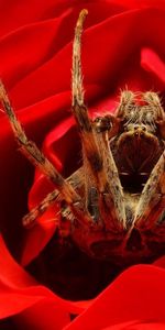 Flower,Rose Flower,Rose,Paws,Spider,Macro