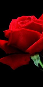 Flower,Rose,Flowers,Rose Flower,Background