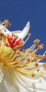 Flower,Rose,Stamens,Pollen,Macro,Rose Flower