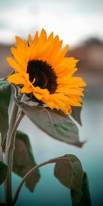 Flower,Sunflower,Flowers,Leaves,Petals