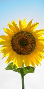 Flower,Sunflower,Seeds,Sunflower Seeds,Petals,Flowers