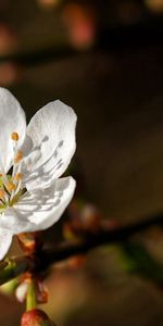 Arbre,Bois,Floraison,Fleur,Macro,Source,Printemps