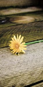 Flower,Wood,Tree,Planks,Board,Dandelion,Flowers