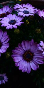 Ostéospermum,Ostéosperme,Parterre,Épanouissement,Parterre De Fleurs,Floraison,Fleurs