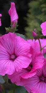 Flowerbed,Flower Bed,Lavatera,Drops,Close Up,Flowers