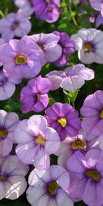 Flowerbed,Flower Bed,Sharpness,Petunia,Flowers