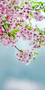 Flowering,Flowers,Bloom,Garden,Apple Tree