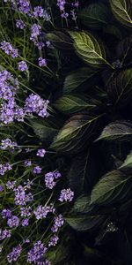 Flores,Hojas,Florecer,Floración,Lavanda