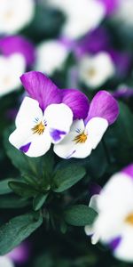 Flowering,Flowers,Plant,Bloom,Violet,Purple