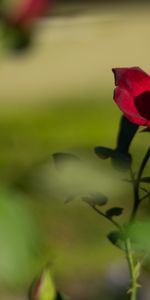 Planter,Une Rose,Fleur,Plante,Fleurs,Rose,Floraison