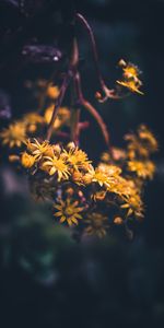 Flowering,Macro,Blur,Smooth,Flowers,Bloom