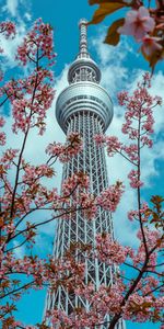 Flowering,Tower,Cities,Flowers,Bloom