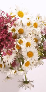 Flowers,Alstroemeria,Bouquet,Camomile,Vase,Composition