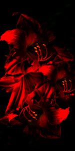 Flowers,Amaryllis,Flower,Dark,Flowering,Bloom