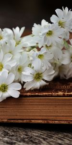 Flowers,Ancient,Old,Book