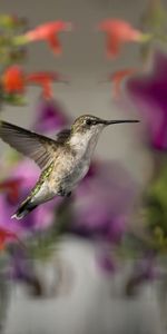 Se Concentrer,Foyer,Animaux,Fleurs,Oiseau,Colibris