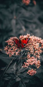 Flowers,Animals,Bright,Wings,Butterfly,Pattern