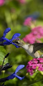 Oiseau,Domaine,Animaux,Champ,Fleurs,Colibris