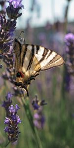 Flowers,Animals,Wings,Tropical,Butterfly,Pattern