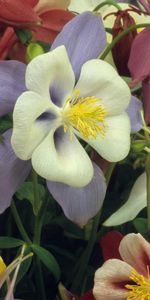 Flowers,Aquilegia,Bright,Multicolored