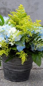 Bouquet,Asphalte,Seau,Baquet,Fleurs,Mimosa,Hortensia