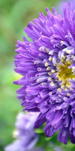 Flowers,Aster,Violet,Flower,Petals,Purple